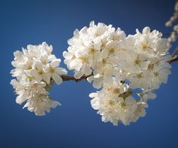 Kirschblüte 1. Mai 2023