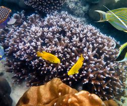 Seychellen Riff